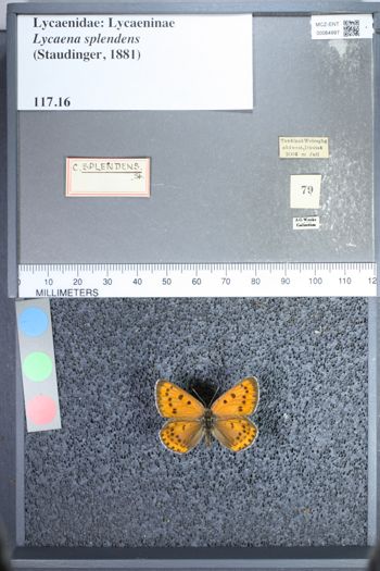 Media type: image;   Entomology 64997